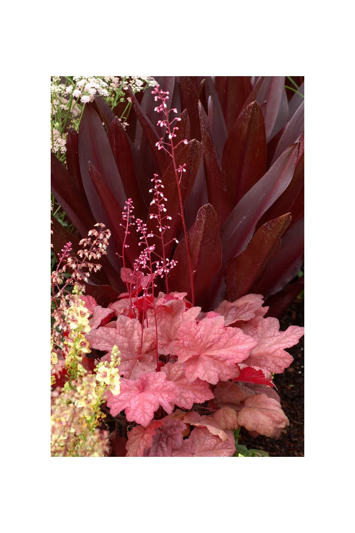 Żurawka 'Autumn Leaves' Heuchera