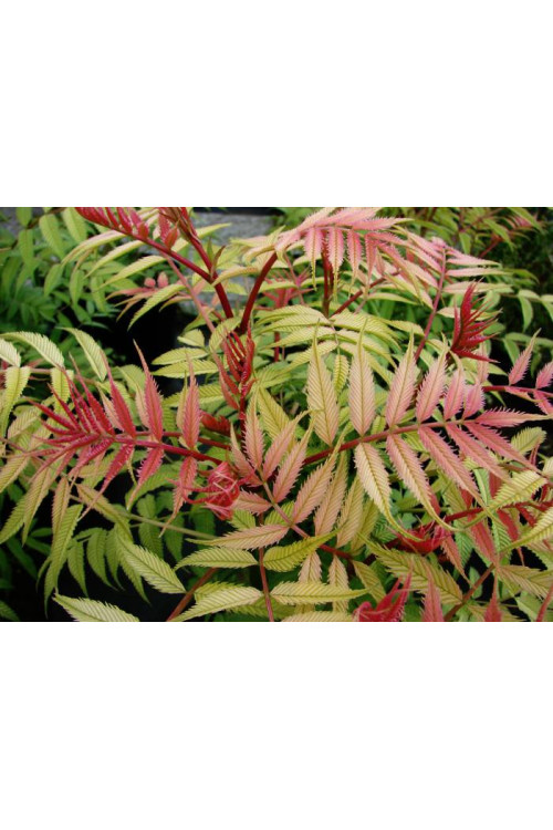 tawlina, tawlina sem, sorbaria