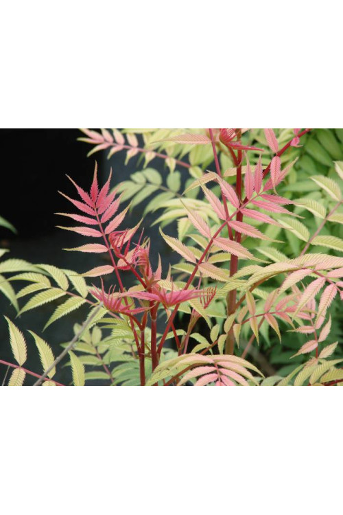 tawlina, tawlina sem, sorbaria