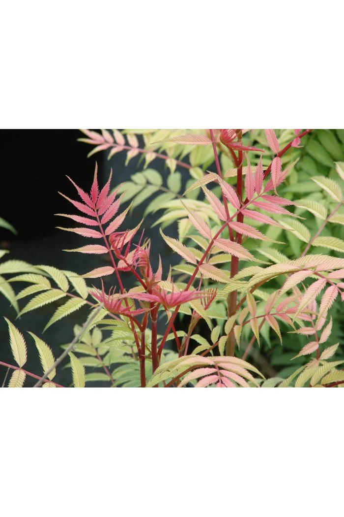 tawlina, tawlina sem, sorbaria