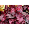 Żurawka 'Midnight Bayou' Heuchera