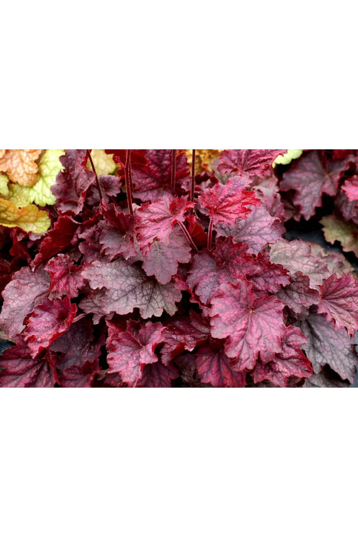 Żurawka 'Midnight Bayou' Heuchera