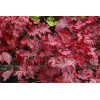 Żurawka 'Midnight Bayou' Heuchera
