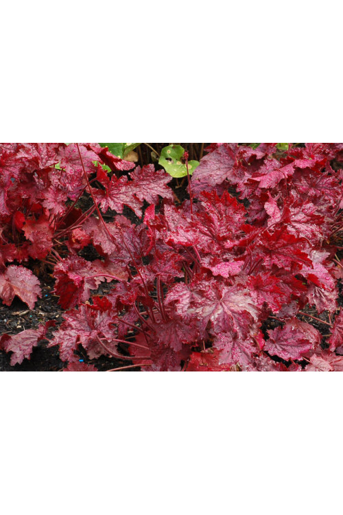 Żurawka 'Midnight Bayou' Heuchera