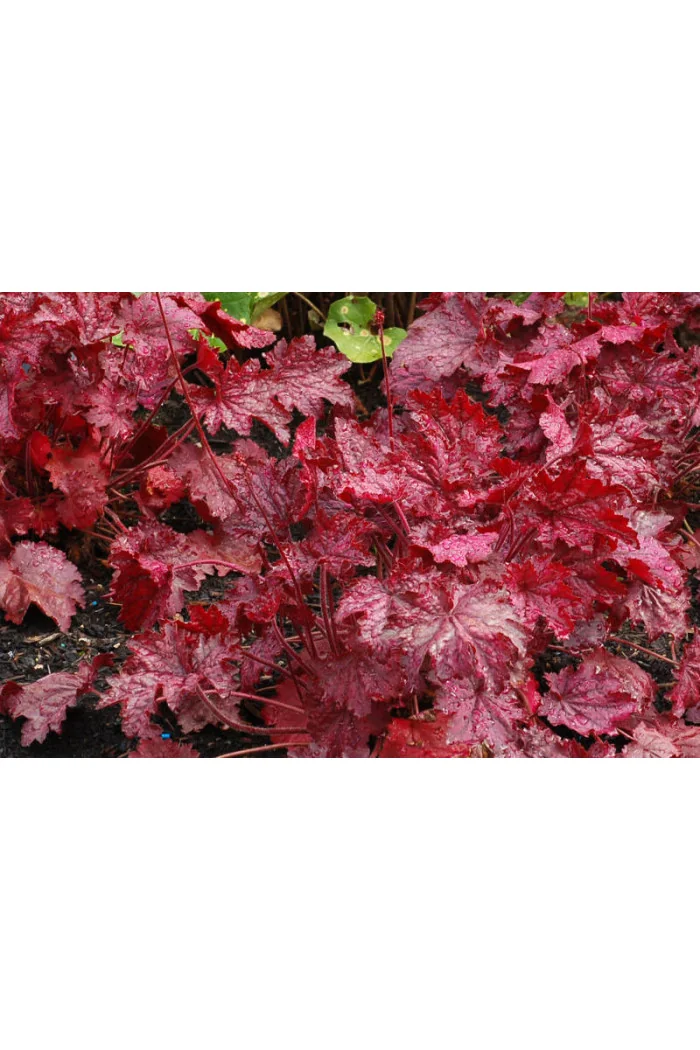 Żurawka 'Midnight Bayou' Heuchera