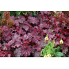 Żurawka 'Midnight Bayou' Heuchera