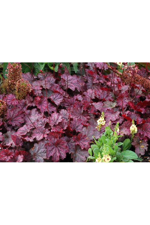 Żurawka 'Midnight Bayou' Heuchera