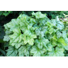 Żurawka 'Mint Julep' Heuchera