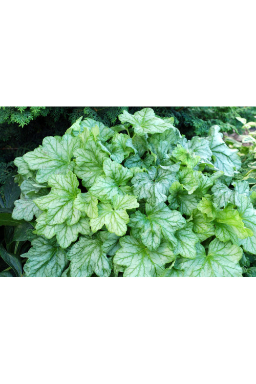 Żurawka 'Mint Julep' Heuchera