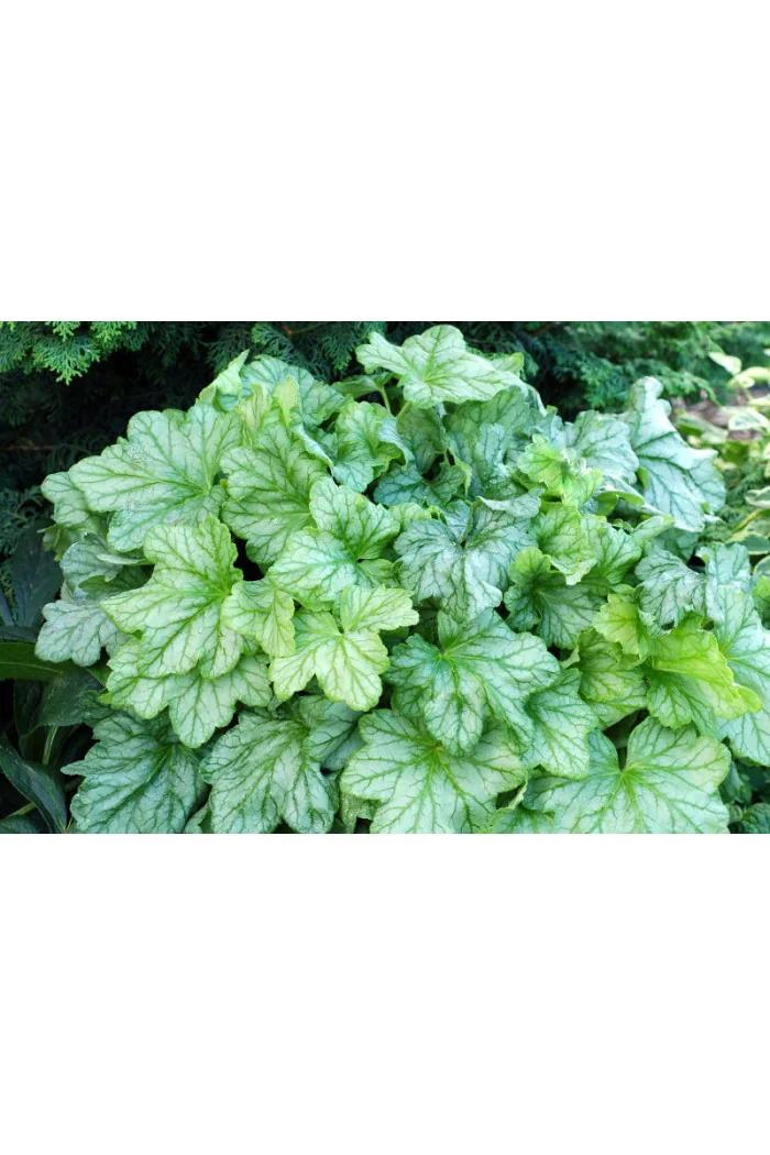Żurawka 'Mint Julep' Heuchera