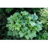 Żurawka 'Mint Julep' Heuchera