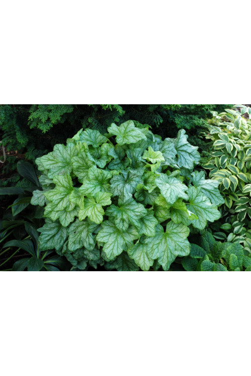 Żurawka 'Mint Julep' Heuchera