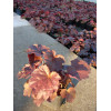 Żurawka 'Palace Purple' Heuchera