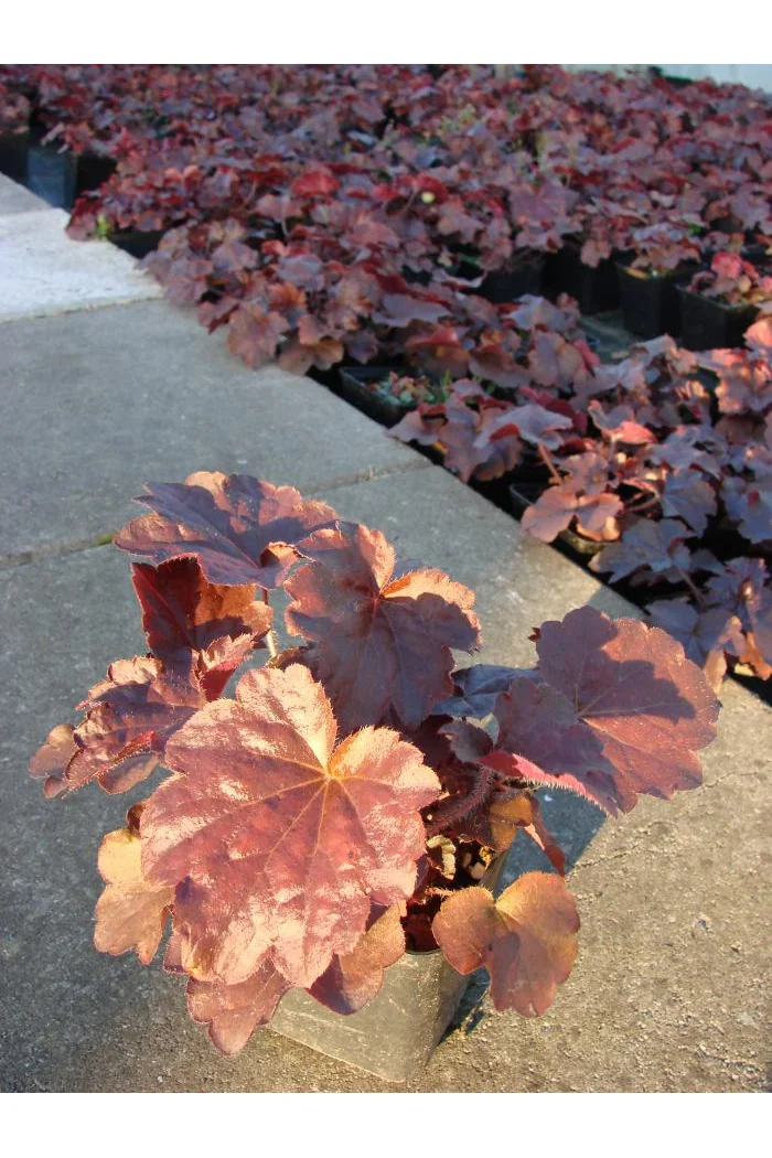 Żurawka 'Palace Purple' Heuchera