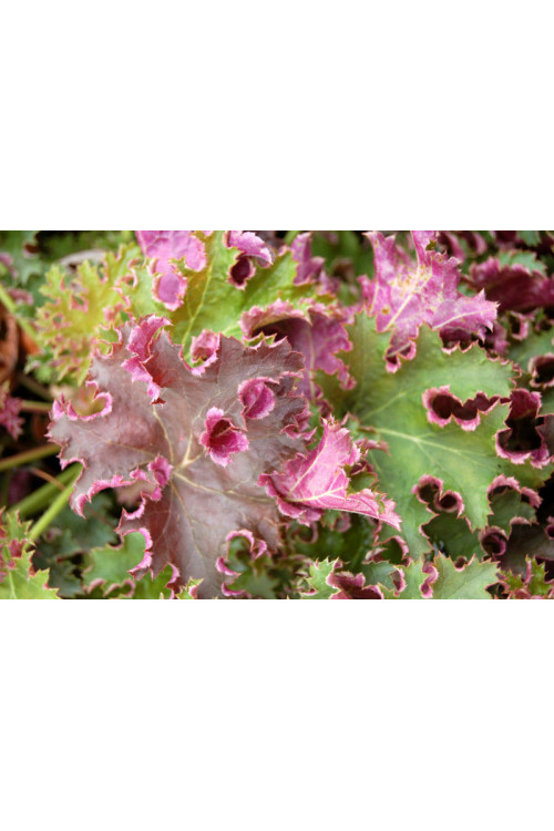 Żurawka 'Sashay' Heuchera
