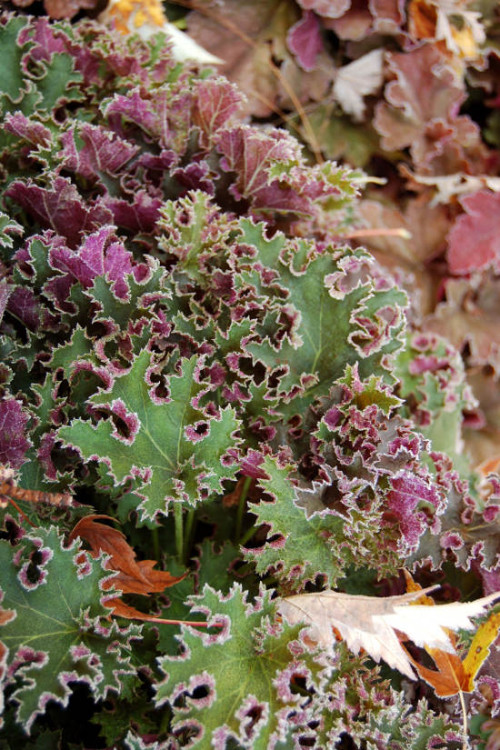 Żurawka 'Sashay' Heuchera