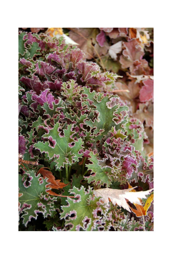 Żurawka 'Sashay' Heuchera