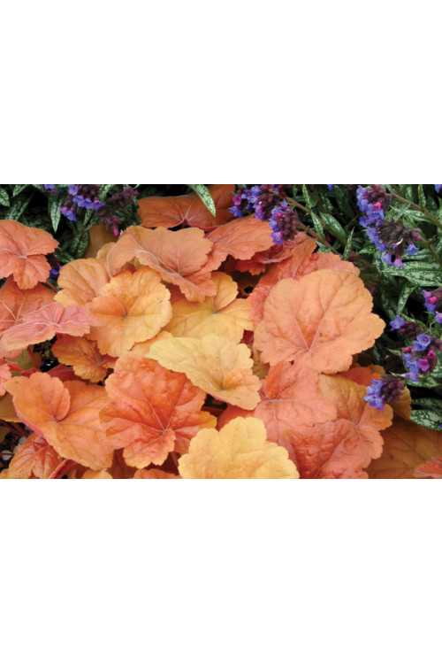 Żurawka 'Southern Comfort' | Heuchera