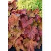 Żurawka 'Southern Comfort' | Heuchera
