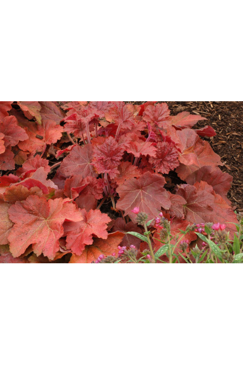 Żurawka 'Southern Comfort' | Heuchera