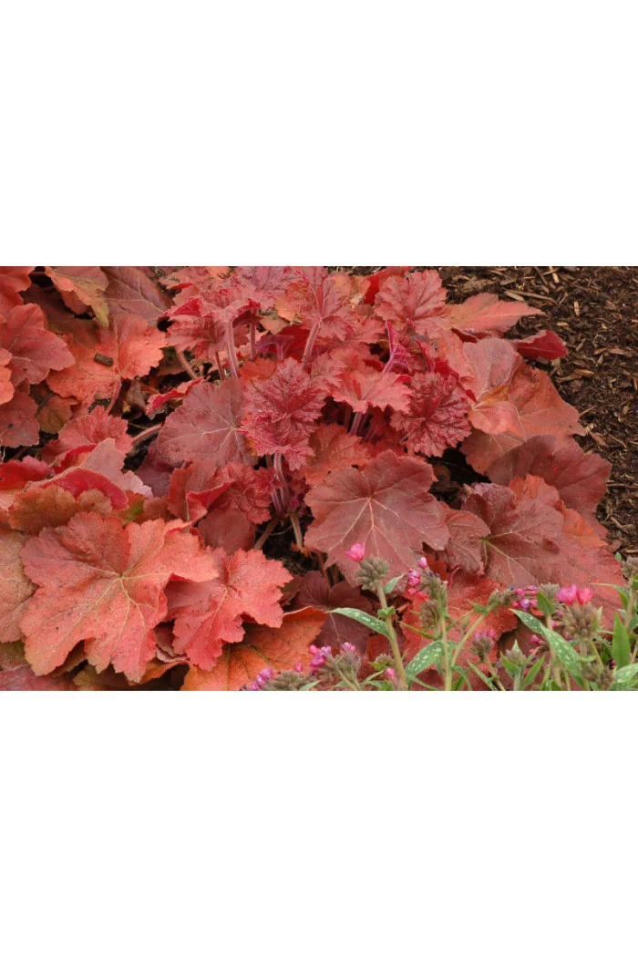 Żurawka 'Southern Comfort' | Heuchera