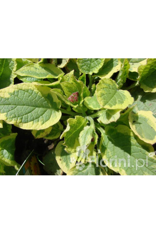 Żywokost wielkokwiatowy 'Goldsmith' Symphytum grandiflorum