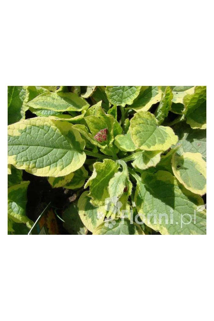 Żywokost wielkokwiatowy 'Goldsmith' Symphytum grandiflorum