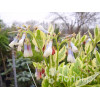 Żywokost wielkokwiatowy 'Goldsmith' Symphytum grandiflorum