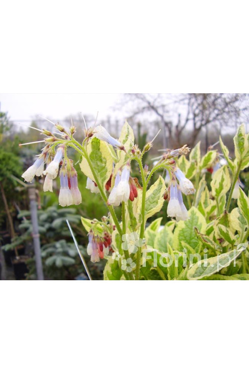 Żywokost wielkokwiatowy 'Goldsmith' Symphytum grandiflorum