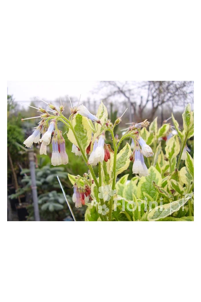 Żywokost wielkokwiatowy 'Goldsmith' Symphytum grandiflorum