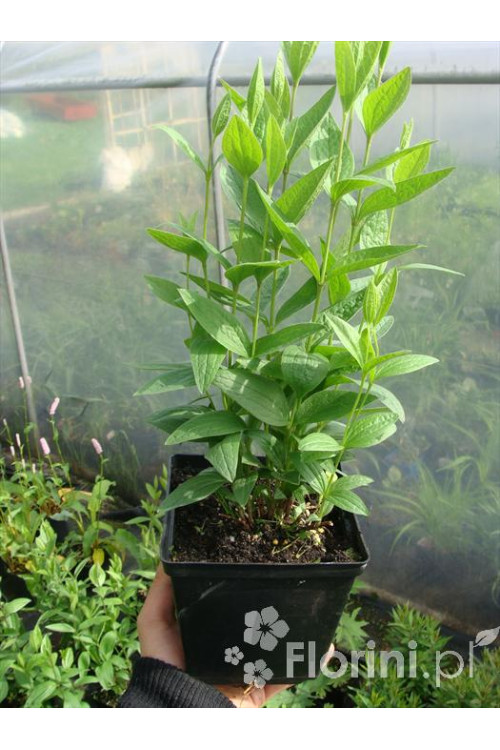 Przetacznik wirginijski 'Alba' Veronica virginica