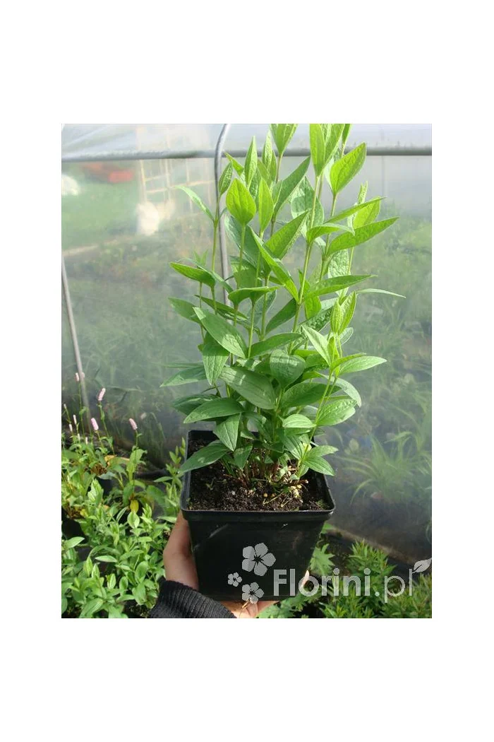 Przetacznik wirginijski 'Alba' Veronica virginica