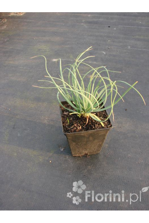 Złotnica złota | Asphodeline lutea