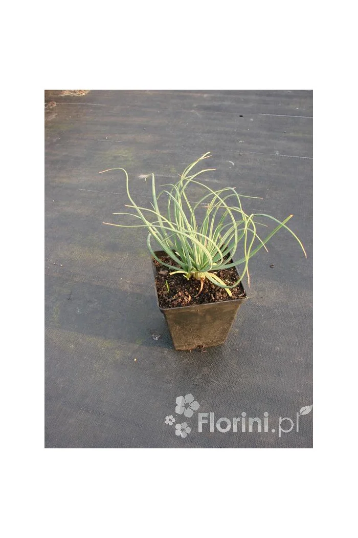 Złotnica złota | Asphodeline lutea