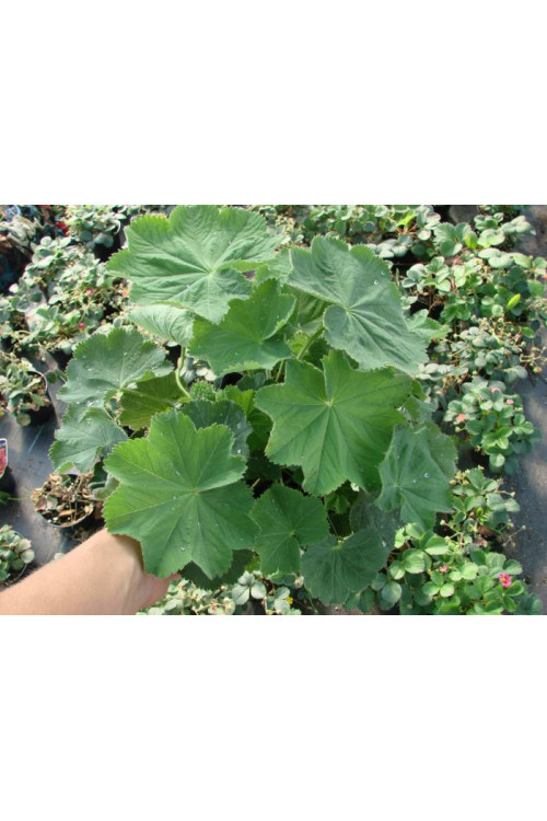 Przywrotnik ostroklapowy | Alchemilla molis