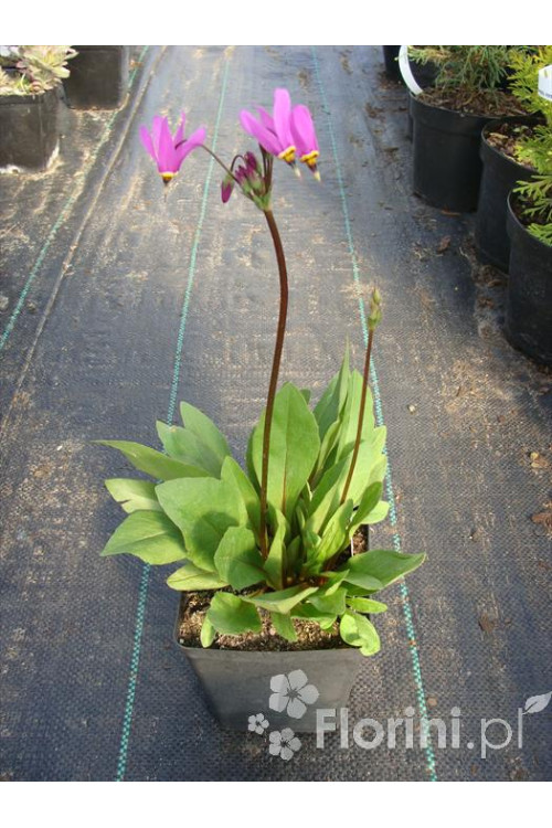 Bożykwiat Meada | Dodecatheon meadia