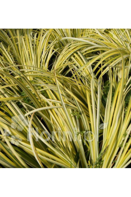 tatarak, tatarak ogon