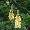 Łubin niski 'Gallery Yellow' | Lupinus nanus russell