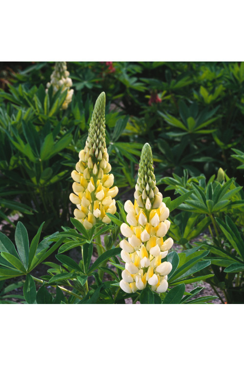 Łubin niski 'Gallery Yellow' | Lupinus nanus russell