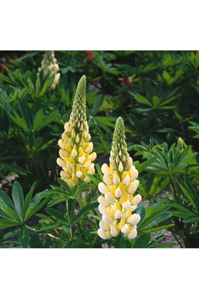 Łubin niski 'Gallery Yellow' | Lupinus nanus russell