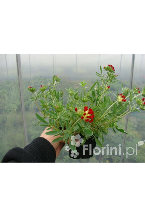 Przelot pospolity 'Rubra' Anthyllis vulneraria