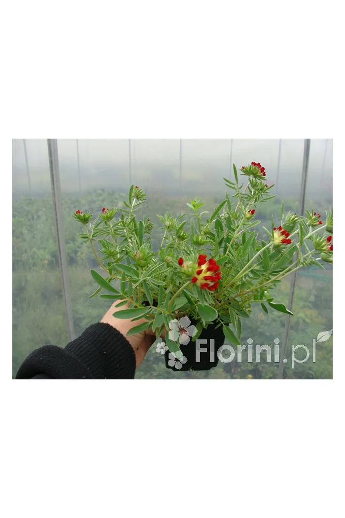 Przelot pospolity 'Rubra' Anthyllis vulneraria