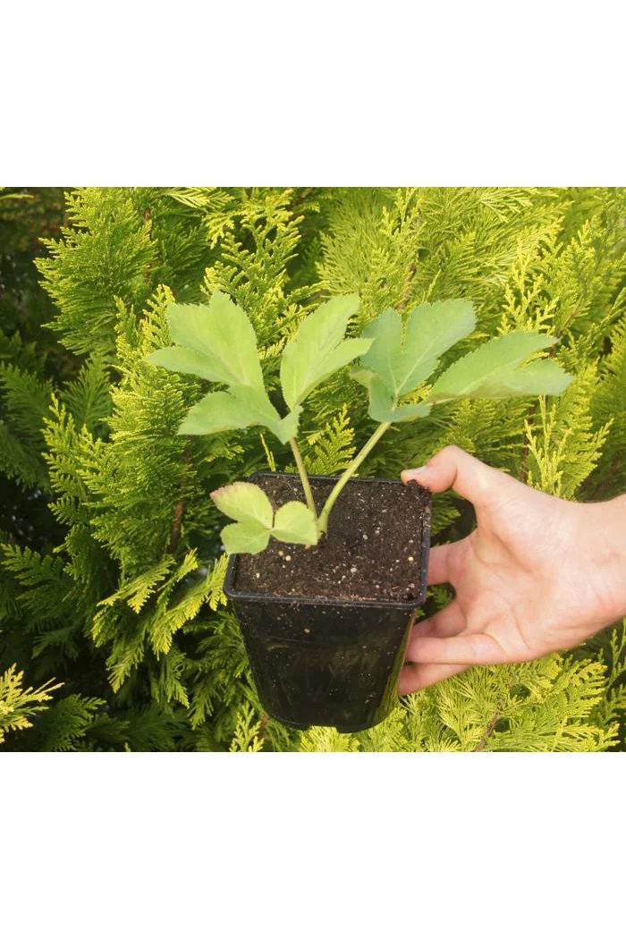 Dzięgiel ozdobny | Angelica gigas