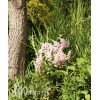 Tawułka japońska 'Peach Blossom' | Astilbe japonica