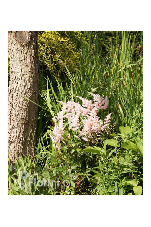 Tawułka japońska 'Peach Blossom' | Astilbe japonica