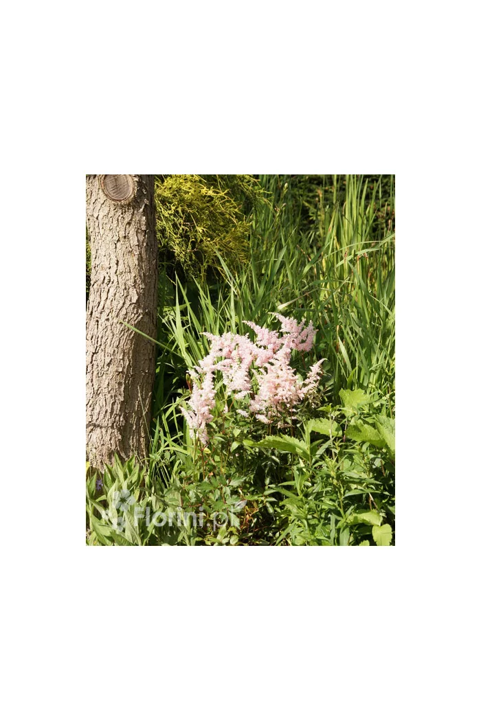 Tawułka japońska 'Peach Blossom' | Astilbe japonica