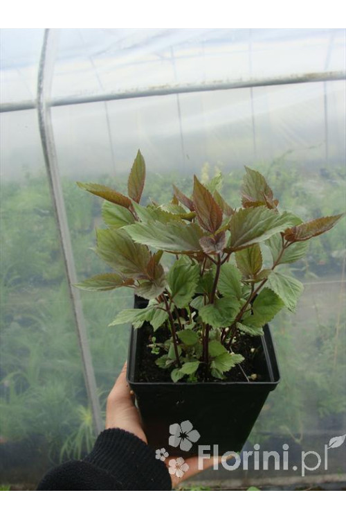 Sadziec pomarszczony 'Chocolate'' | Eupatorium rugosum