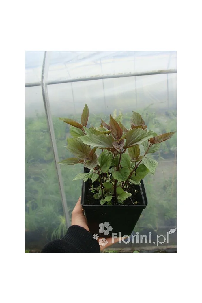 Sadziec pomarszczony 'Chocolate'' | Eupatorium rugosum