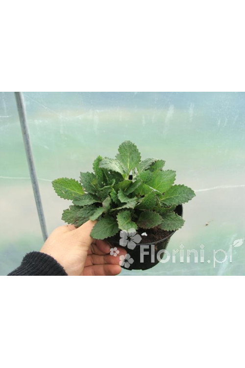 Horminum pirenejskie Horminum pyrenaicum