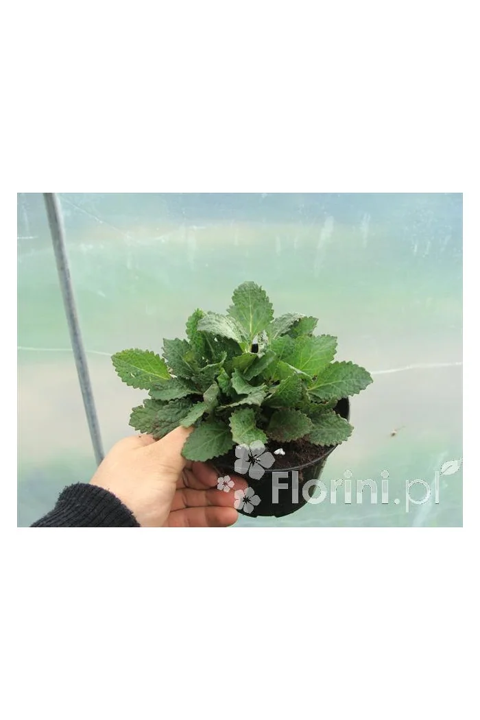 Horminum pirenejskie Horminum pyrenaicum